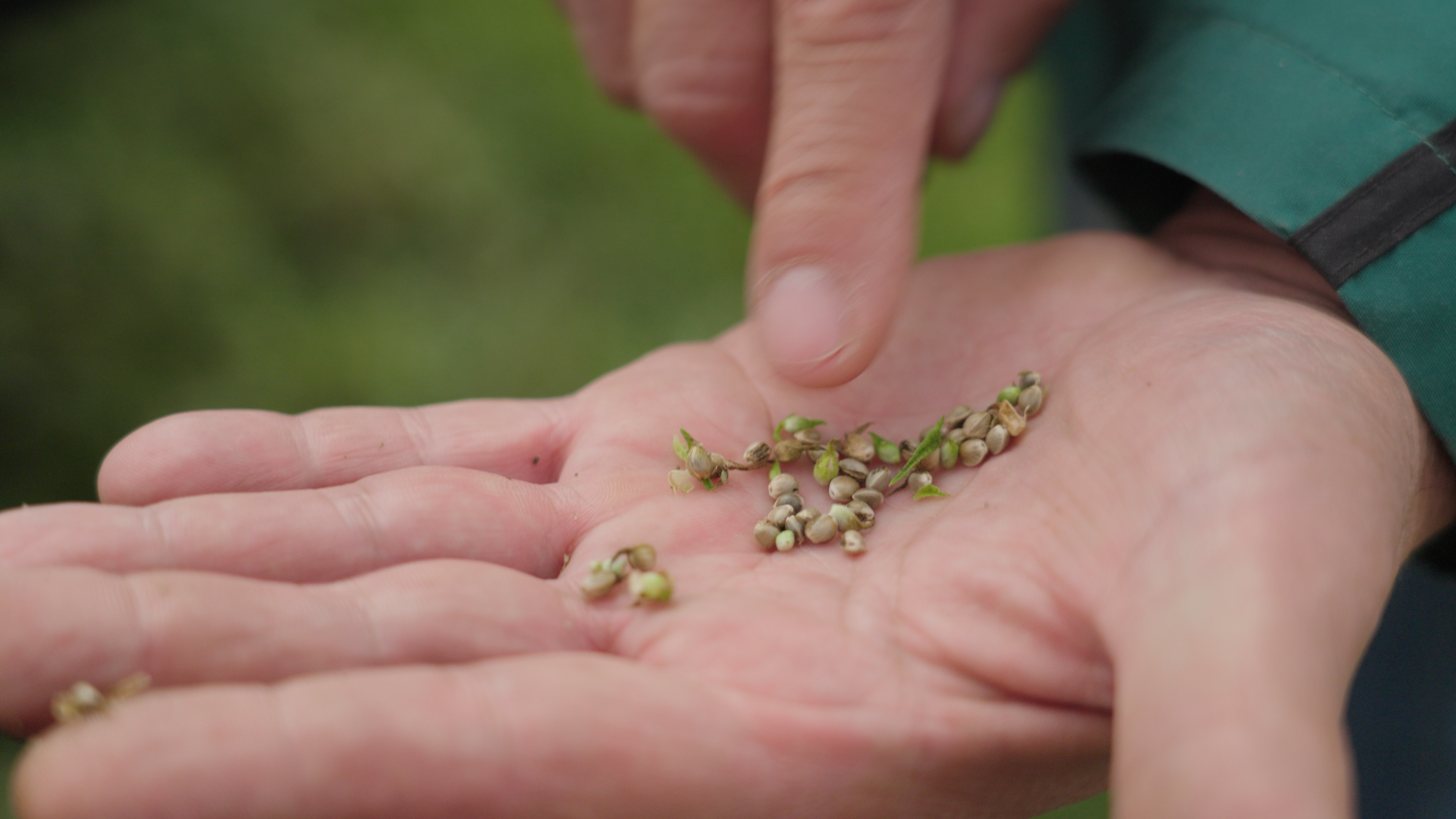 seeds in hand